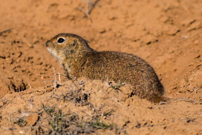 Записки астраханского натуралиста. Какой суслик красивее: желтый или малый