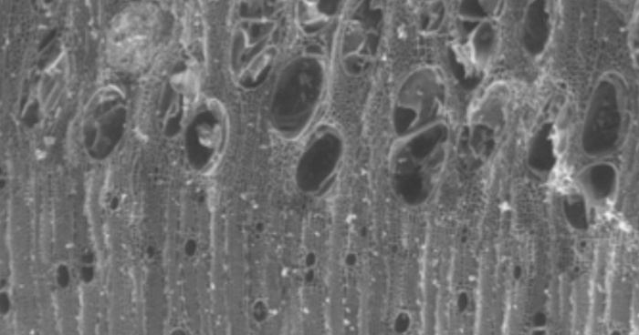 780 тысяч лет назад у озера Хула жгли «плавник» — ...из углей из Гешер-Бенот-Яаков