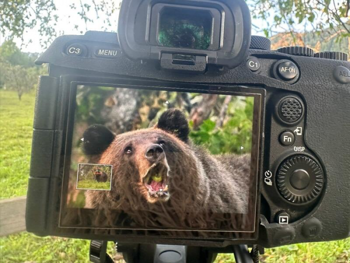 "От медведя не убежишь". Эксклюзивный репортаж из заповедника Яйлю, где живут косолапые