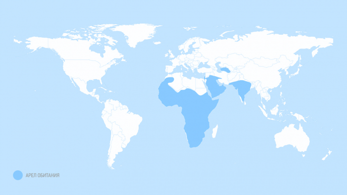 Медоед — зверь, не знающий страха