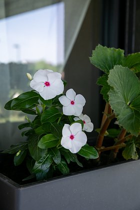 Катарантус: описание, виды и сорта цветка. Выращивание и уход за растением в домашних условиях и в открытом грунте