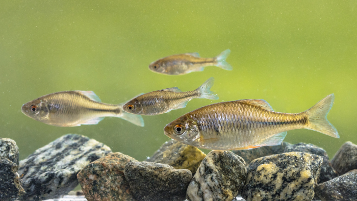 Подводные захватчики: 5 инвазивных рыб, которые осваивают водоемы России