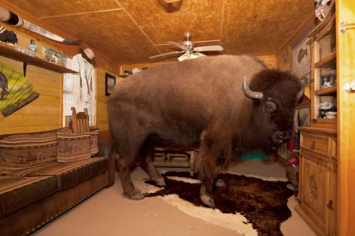 Семь видов настоящих быков: от домашней коровы до загадочного купрея