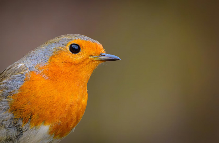Птицы ранней весной