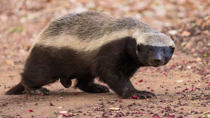 Медоед — зверь, не знающий страха