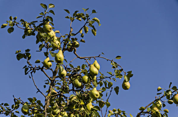 Одна из главных целей среднестатистического дачника — собрать большой урожай: и семью обеспечить, и соседей впечатлить
