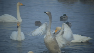 "Алтайская зимовка". Как в 2025 году пройдет главный зимний праздник для туристов