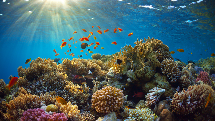 Рожденное дважды: геологическая история Красного моря