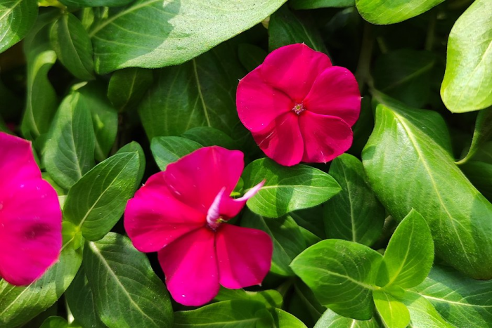 Катарантус: описание, виды и сорта цветка. Выращивание и уход за растением в домашних условиях и в открытом грунте