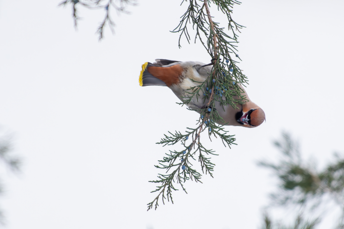 Записки астраханского натуралиста. Свиристели, гости с Севера