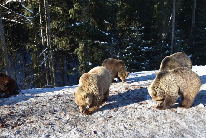 Что ест медведь сразу после спячки и почему это нужно знать людям
