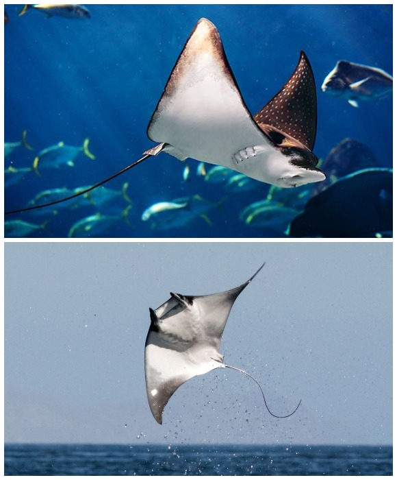 Бамбуковые домики на деревьях, которые не требуют подключения к коммуникациям