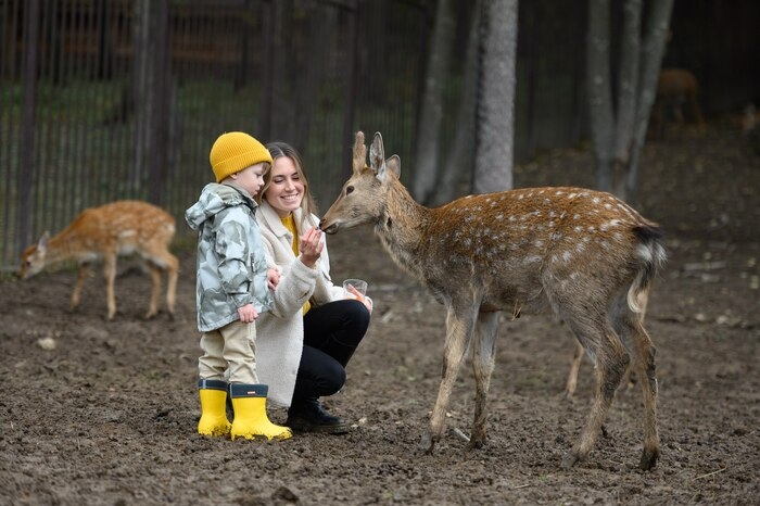 Альпаки, капуцины и лошади: отели России с собственными фермами
