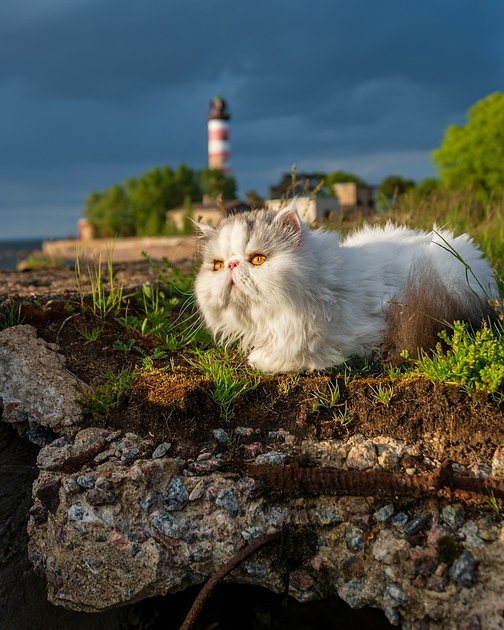 «Он излучал силу, надежность и уверенность» Россиянин 10 лет фотографирует маяки. Как их свет изменил его жизнь?