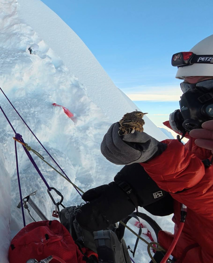 Чай не воробьи