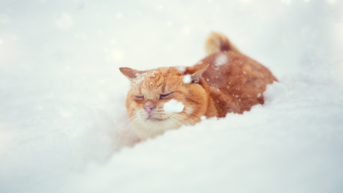 Зимние фотографии из жизни животных