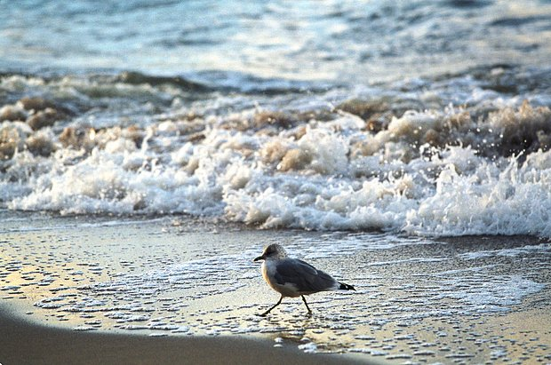 Куда поехать в бархатный сезон 2026 года в России? Лучшие направления для отдыха на море и не только