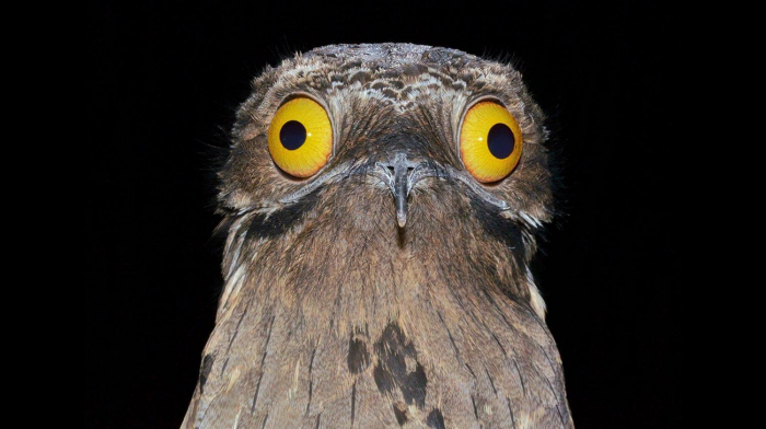 9 птиц с самыми странными именами