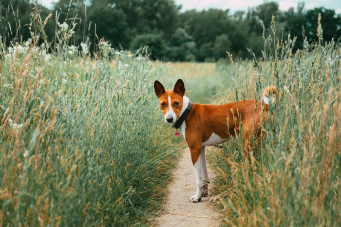 Подборка пород самых лучших охотничьих собак