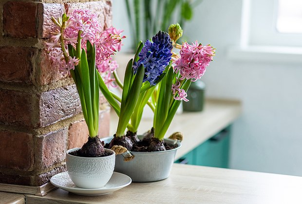 Первоцветы: какие растения цветут ранней весной в природе и в саду