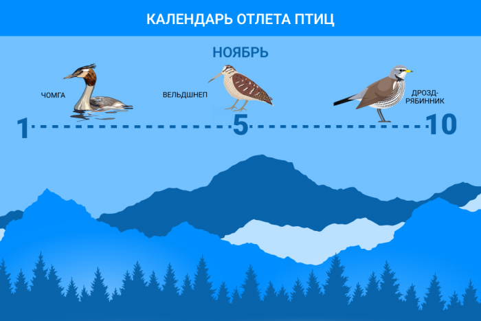 Перелетные птицы: какие птицы улетают на юг, а какие остаются зимовать