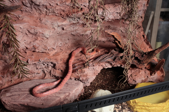 Первый террариум для первой змеи