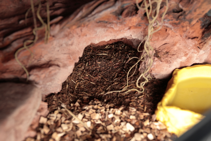 Первый террариум для первой змеи