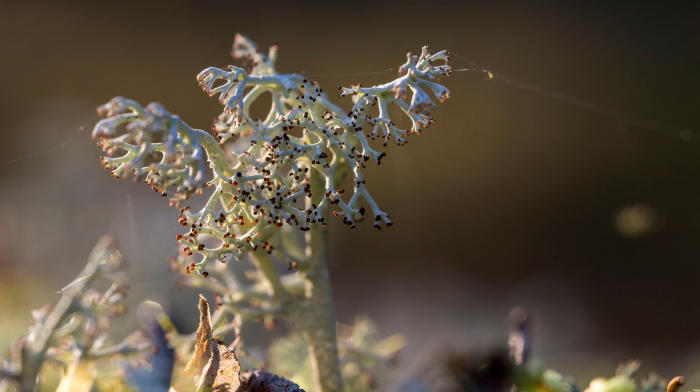 Ягель: скромный властелин тундры