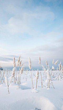Красивые зимние обои для телефона: 80+ вертикальных картинок на заставку для уютного настроения