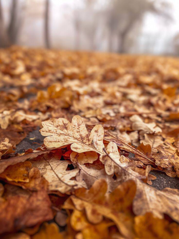 Почему в Германии лучше не ставить палатку в лесу