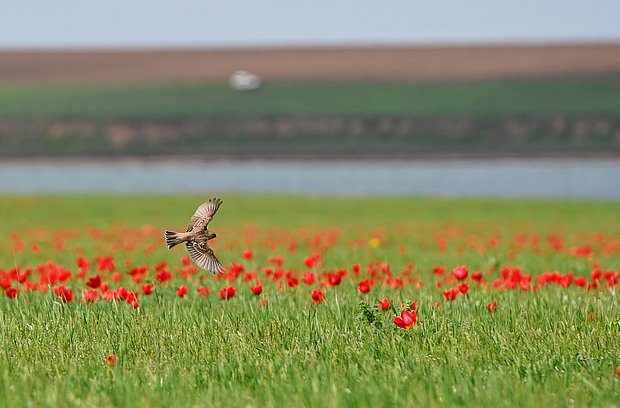 Где отдыхать на Каспийском море в 2026 году? Лучшие курорты и пляжи