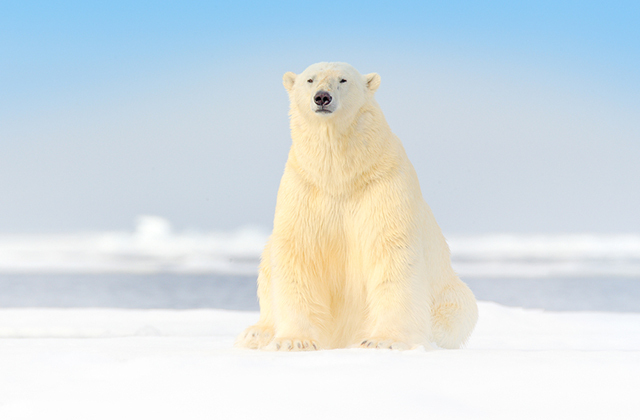 Какого цвета белый медведь на самом деле