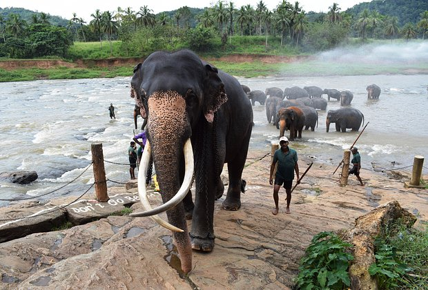Правила въезда на Шри-Ланку для россиян в 2026 году: нужна ли виза