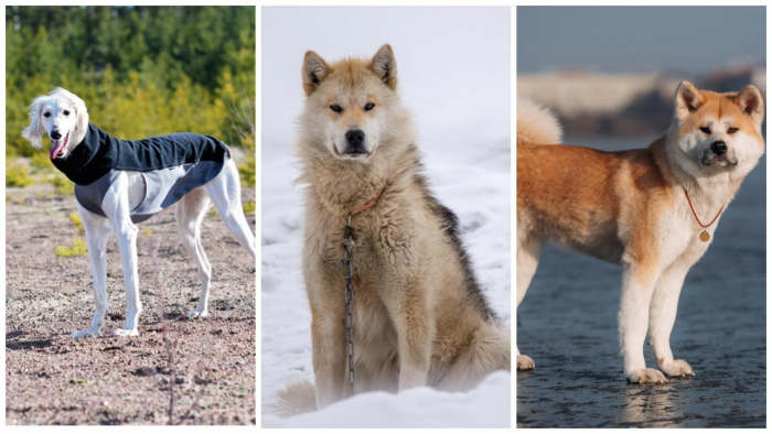 Самые древние породы собак: 10 претендентов на почетное звание