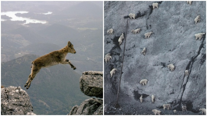 Почему козлики могут лазить по отвесным скалам и не падать