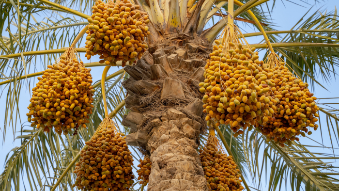 Сладкое золото пустыни: как финики завоевали мир