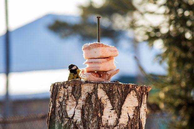 Чем кормить птиц зимой: что можно и нельзя пернатым