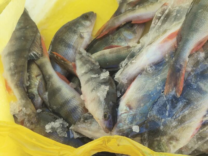 В Алтайском крае рыбаки продемонстрировали впечатляющий зимний улов