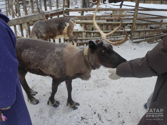 Северное сияние, гонки на хаски, пальмы в тундре: репортаж с края света
