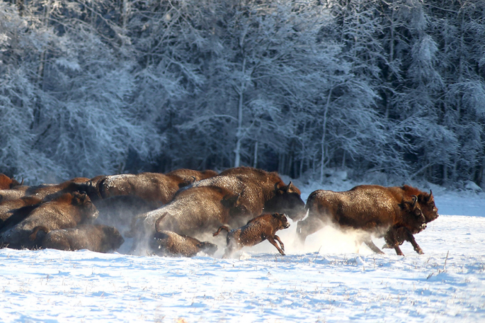Семь видов настоящих быков: от домашней коровы до загадочного купрея