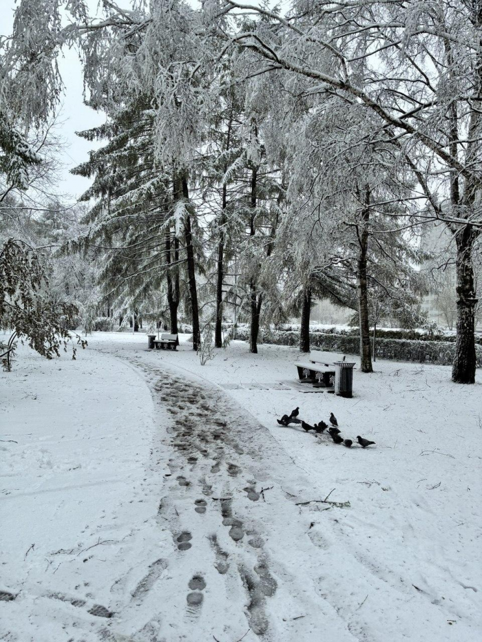 Поваленные деревья, поврежденные машины: Москва оказалась в центре снежного апокалипсиса (много фото)