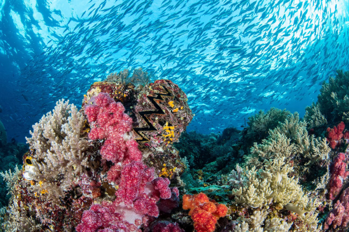 Победители подводного конкурса Ocean Photographer of the Year 2024