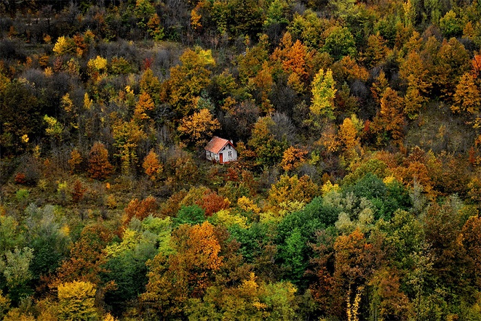 20 удивительных фотографий домов, затерянных в огромных лесах