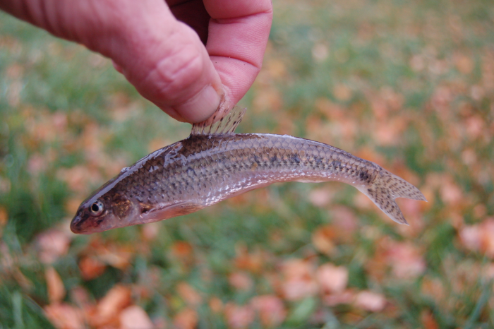Особенности ловли на осенней речке