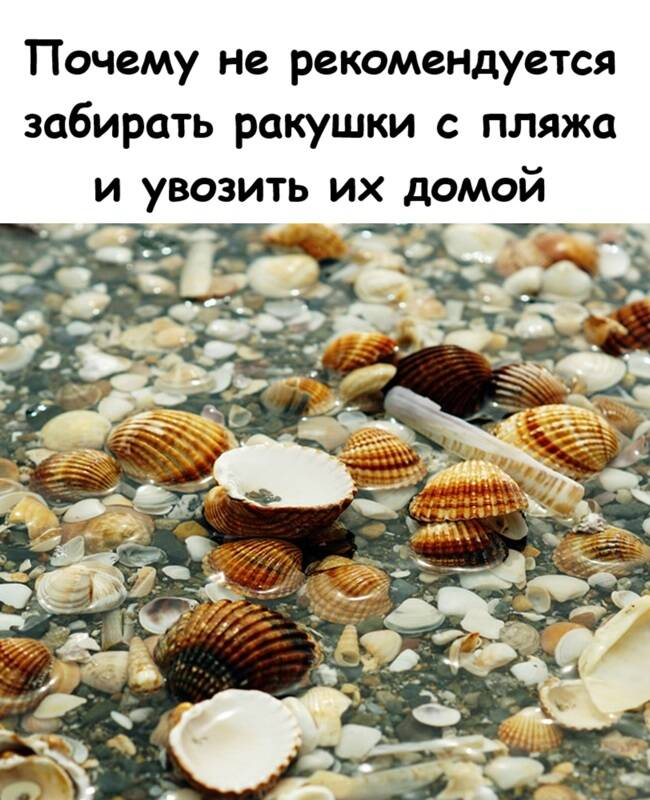 Почему не рекомендуется забирать ракушки с пляжа и увозить их домой