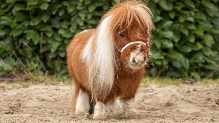 Рекорды 2025 года: яркие, вдохновляющие, милые и странные