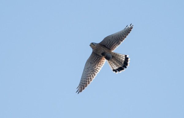Записки астраханского натуралиста. Ястреб-перепелятник, санитар городских джунглей