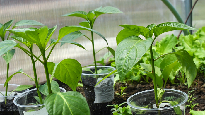 Пора сеять перец на рассаду! Как вырастить богатый урожай — пошаговая инструкция