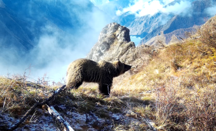 Медведи просыпаются на юге Красноярского края