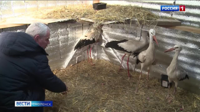Видео: Под Смоленском создали домашний приют для раненых краснокнижных птиц